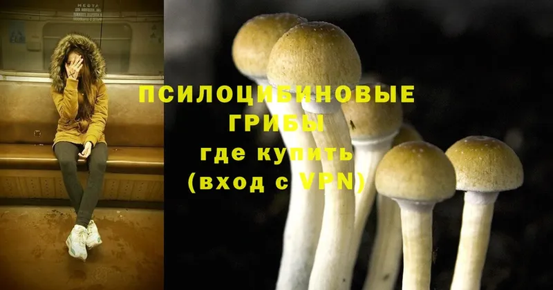 Псилоцибиновые грибы Magic Shrooms  как найти   Кирсанов 